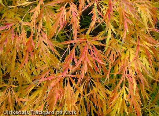 Acer palmatum 'Dessectum'